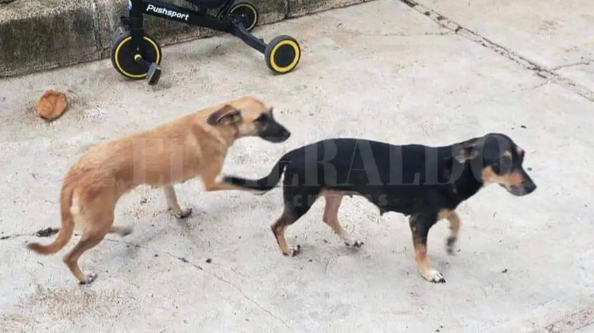 perros envenenados en san cristobal